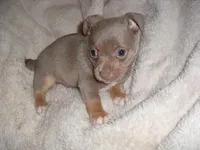 SILVER MAN, a male Chihuahua for sale in Canton, MS – Photo 2 of 4