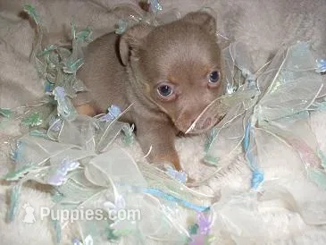 SILVER MAN – Chihuahua puppy for sale in Canton, MS