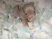 SILVER MAN, a male Chihuahua for sale in Canton, MS – Photo 1 of 4