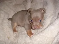 SILVER MAN, a male Chihuahua for sale in Canton, MS – Photo 4 of 4