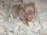 SILVER MAN, a male Chihuahua for sale in Canton, MS – Photo 3 of 4