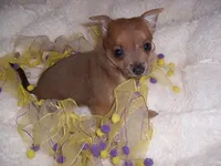 SISSY, a female Chihuahua for sale in Canton, MS – 2 of 4