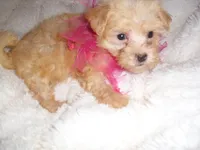 GUCCI, a female Maltipoo for sale in Canton, MS – 2 of 4