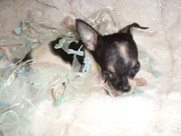 TEACUP ZIPPY, a male Chihuahua for sale in Canton, MS – 6 of 6