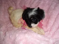MORKIE GIRL, a female Morkie for sale in Canton, MS – 1 of 4