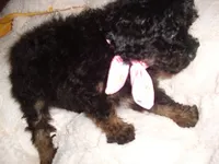 POO GIRL, a female Yorkipoo for sale in Canton, MS – 2 of 2