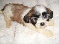 BELLA, a female Shih Tzu for sale in Canton, MS – 4 of 4