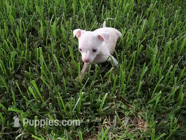 JAZZ – Chihuahua puppy for sale in Canton, MS