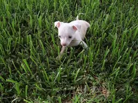 JAZZ, a male Chihuahua for sale in Canton, MS – 1 of 6