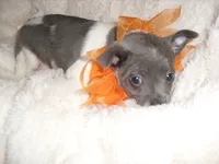 BLUE MAN, a male Chihuahua for sale in Canton, MS – 3 of 4