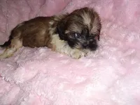 BAM BAM, a male Shih Tzu for sale in Canton, MS – 2 of 3