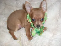 PACO, a  Chihuahua for sale in Canton, MS – 1 of 4