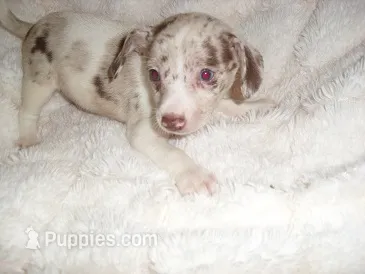 COCO MERLE 2 – Chihuahua puppy for sale in Canton, MS