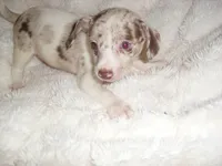 COCO MERLE 2, a male Chihuahua for sale in Canton, MS – 1 of 3