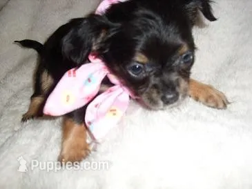 BABY – Chihuahua puppy for sale in Canton, MS