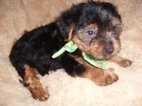 YORK MAN, a male Yorkshire Terrier for sale in Canton, MS – 2 of 3