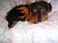 CAESAR, a male Yorkshire Terrier for sale in Canton, MS – 3 of 4
