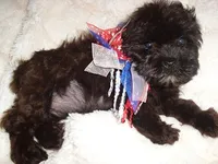 molly, a female Maltipoo for sale in Canton, MS – 3 of 4