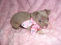 SILVER BABY, a female Chihuahua for sale in Canton, MS – 2 of 3