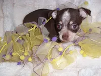 COCO BABY, a female Chihuahua for sale in Canton, MS – 5 of 5