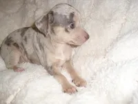 MERLE BABY, a female Chihuahua for sale in Canton, MS – 5 of 5