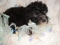 DIGBY, a male Poodle - Toy  for sale in Canton, MS – 2 of 4