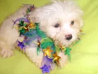 DEXTER, a male Maltipoo for sale in Canton, MS – 3 of 5