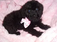 BABY SALLY, a female Yorkipoo for sale in Canton, MS – 2 of 2