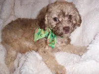 TAUPIE, a male Poodle - Toy  for sale in Canton, MS – 3 of 3