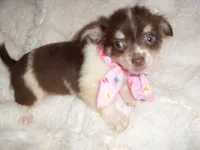 FLUFFY GIRL, a female Chihuahua for sale in Canton, MS – 2 of 4