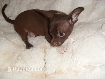 COCO MAN – Chihuahua puppy for sale in Canton, MS