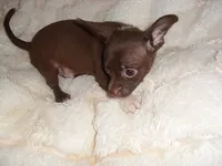 COCO MAN, a male Chihuahua for sale in Canton, MS – 1 of 3