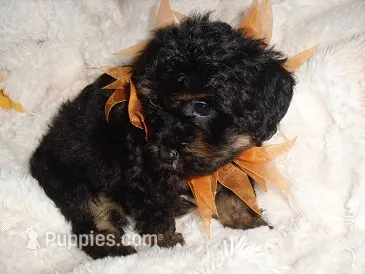 POO BOY – Yorkipoo puppy for sale in Canton, MS