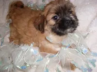 BOSTON, a  Shih Tzu for sale in Canton, MS – 2 of 5