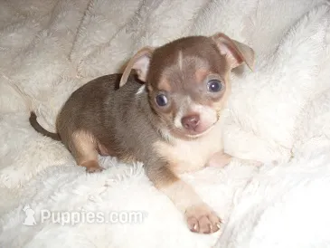 TINY MAN 3 – Chihuahua puppy for sale in Canton, MS