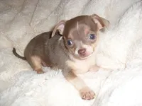 TINY MAN 3, a male Chihuahua for sale in Canton, MS – 1 of 3