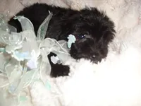OSCAR, a male Yorkipoo for sale in Canton, MS – 2 of 4