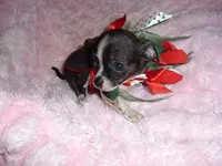 SKITTER, a male Chihuahua for sale in Canton, MS – Photo 3 of 3