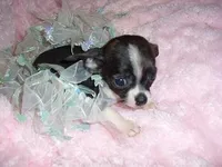 SKITTER, a male Chihuahua for sale in Canton, MS – Photo 1 of 3