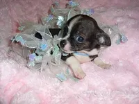 SKITTER, a male Chihuahua for sale in Canton, MS – Photo 2 of 3