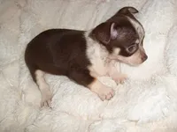 COCO BABY, a female Chihuahua for sale in Canton, MS – 3 of 5