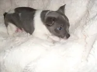 BLUE MAN, a male Chihuahua for sale in Canton, MS – 4 of 4