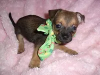 BAXTER, a male Chihuahua for sale in Canton, MS – 4 of 4