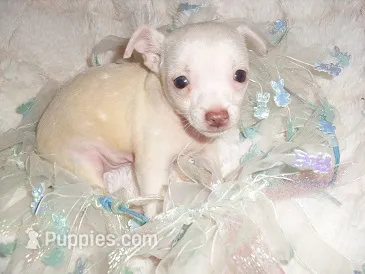 OSCAR – Chihuahua puppy for sale in Canton, MS