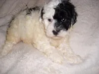 PARTY MAN 1, a male Poodle - Toy  for sale in Canton, MS – Photo 3 of 4