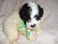 PARTY MAN 1, a male Poodle - Toy  for sale in Canton, MS – Photo 2 of 4