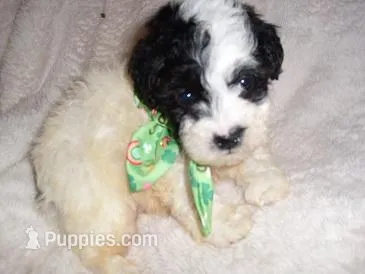 PARTY MAN 1 – Poodle - Toy  puppy for sale in Canton, MS