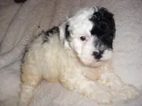 PARTY MAN 1, a male Poodle - Toy  for sale in Canton, MS – Photo 4 of 4