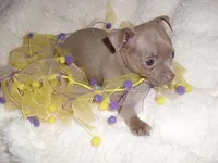 ANGEL BABY, a female Chihuahua for sale in Canton, MS – 3 of 3