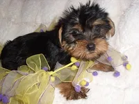 TINY GIRL, a female Yorkshire Terrier for sale in Canton, MS – 2 of 4